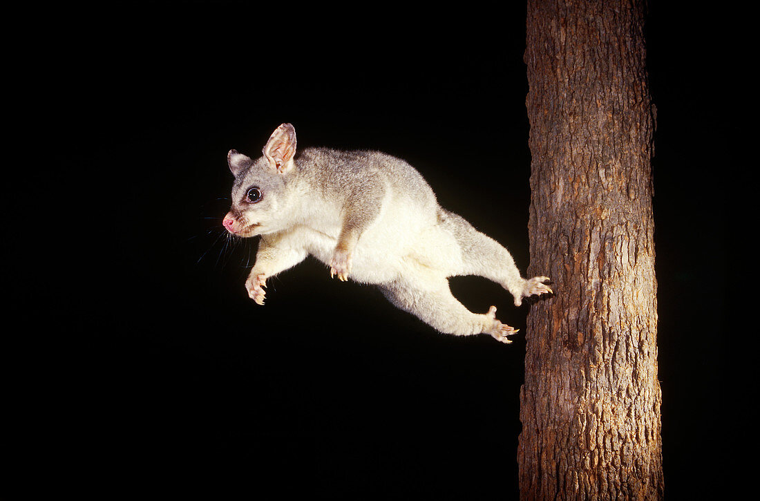 Common Brush-tailed Possum