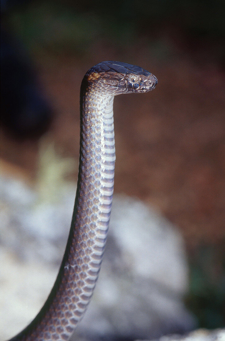 Northern Dwarf Crowned Snake