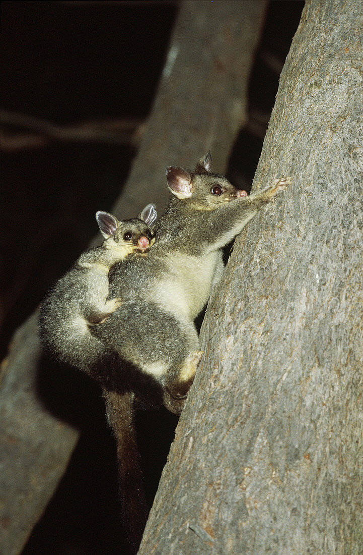 Brush-tailed Possum with young on back