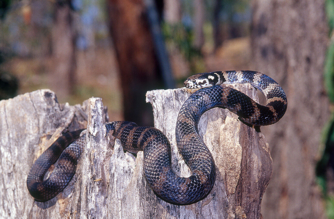 Stephens' Banded Snake