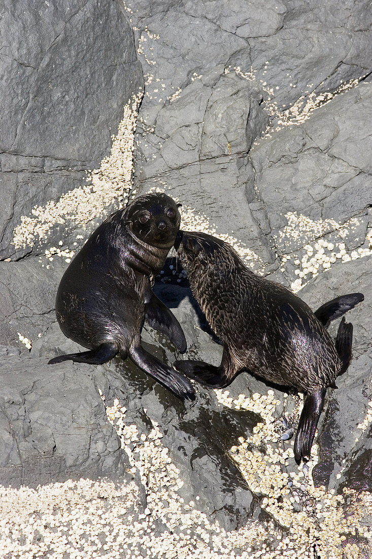 New Zealand Fur Seal Pups