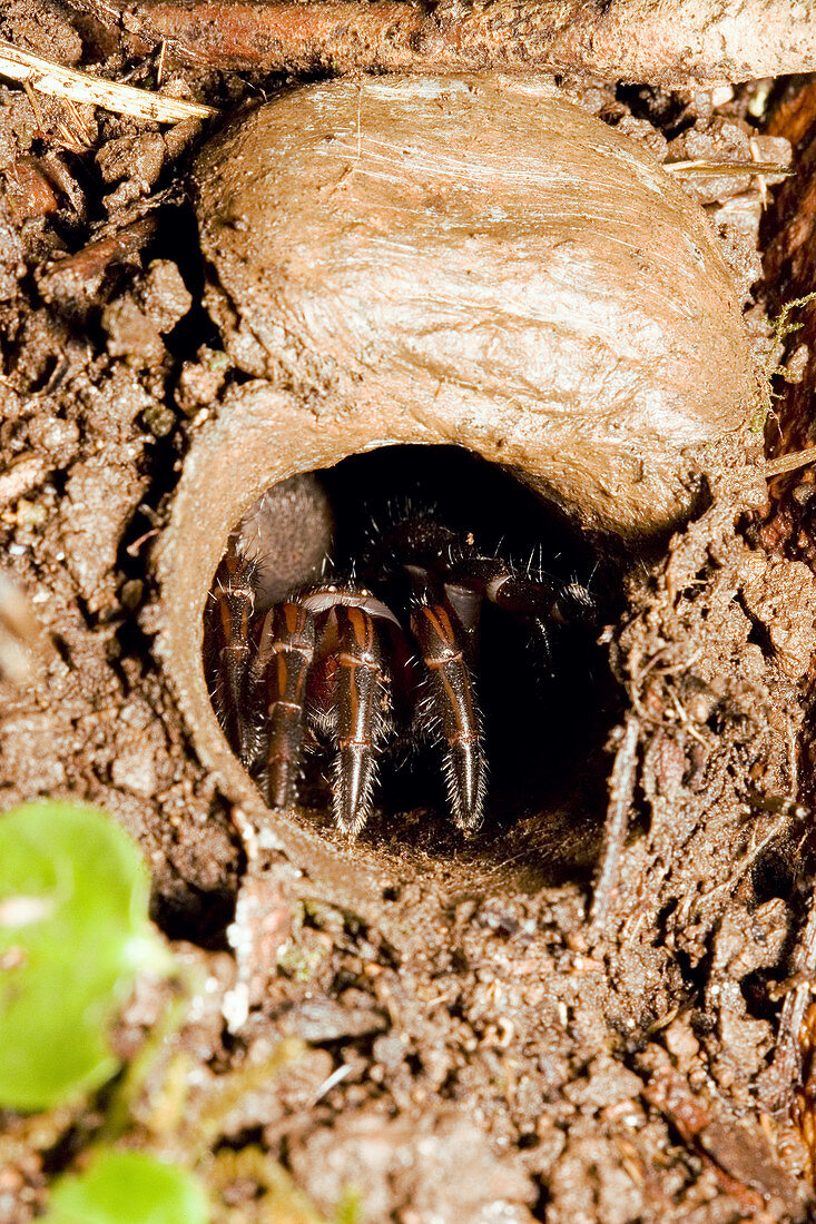 Trapdoor Spider