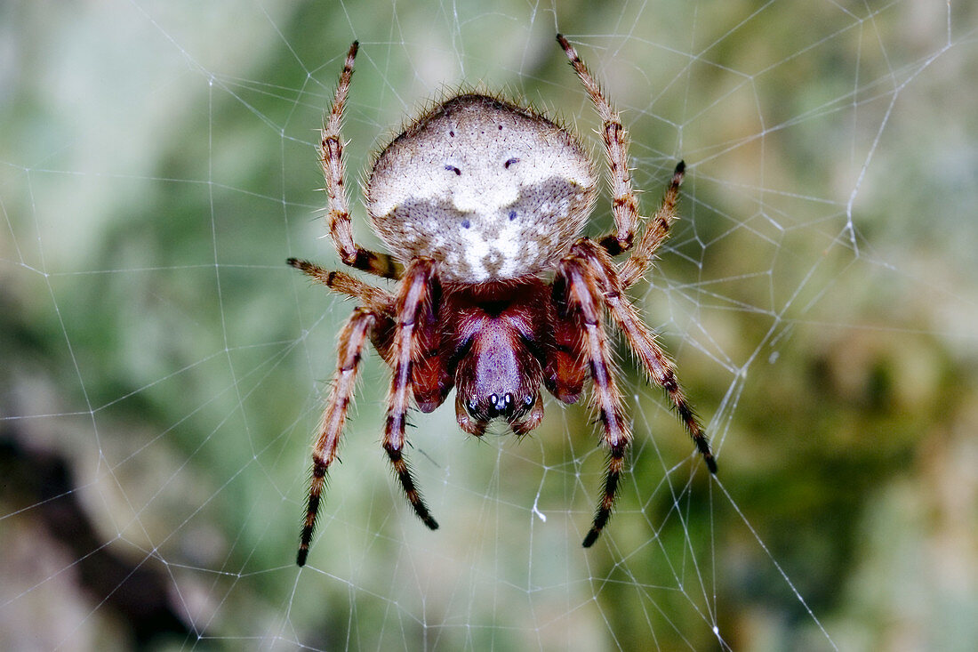 Orb-weaving Spider