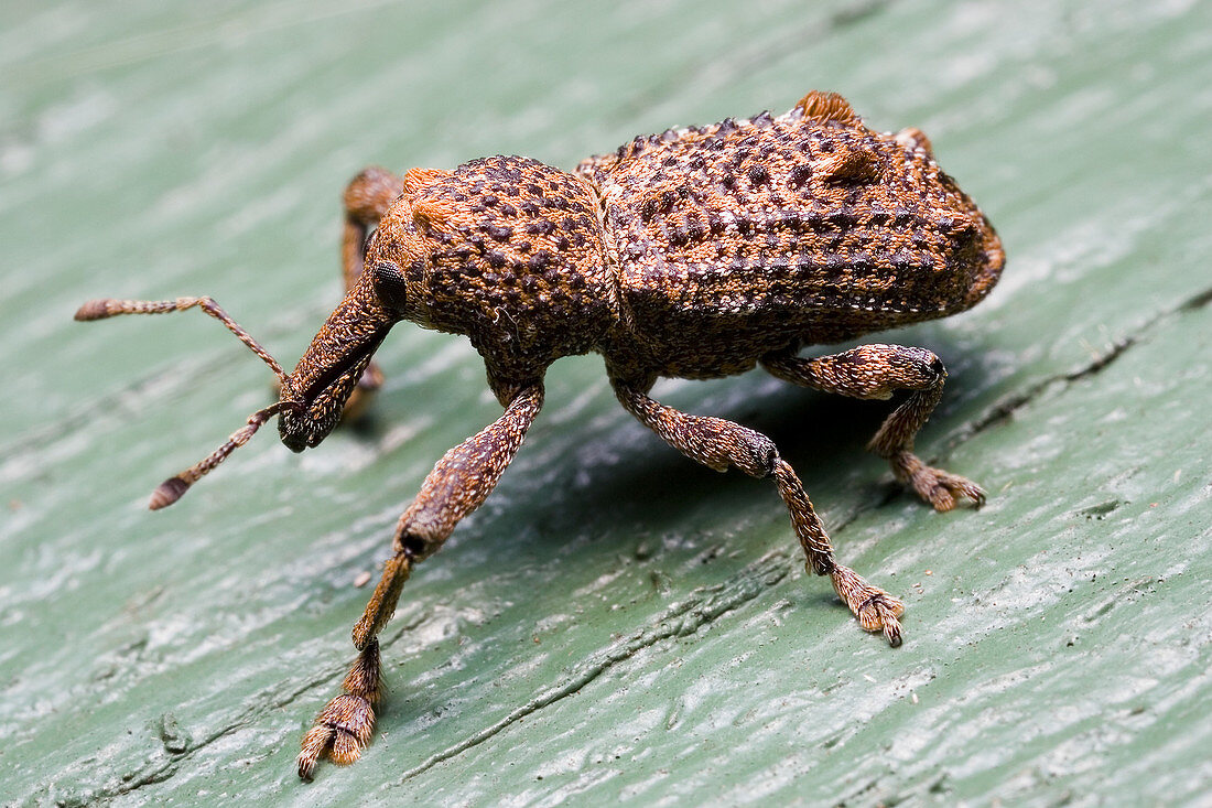 Weevil