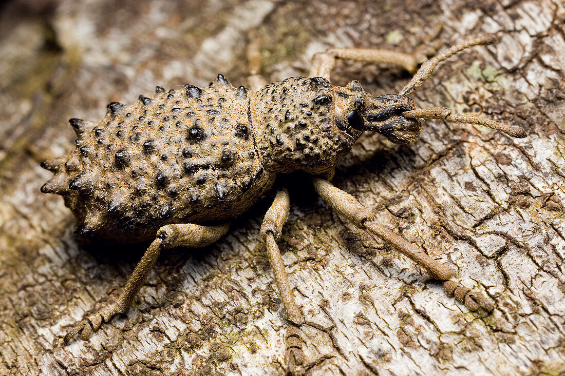 Weevil