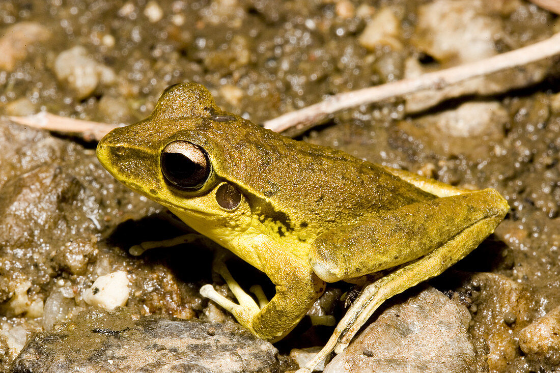 Stony creek frog