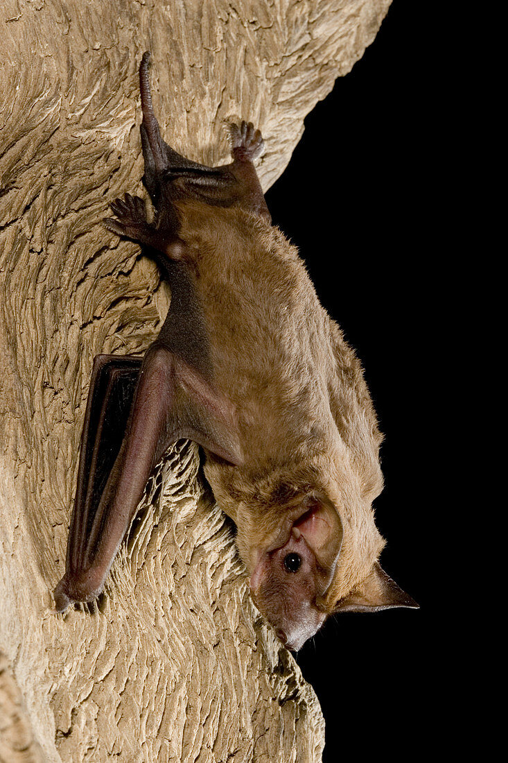 Beccari's freetail bat