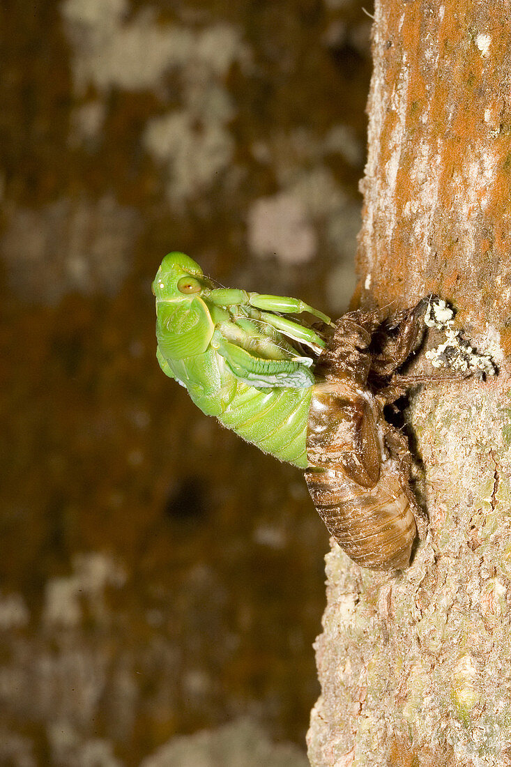 Northern greengrocer cicada hatching