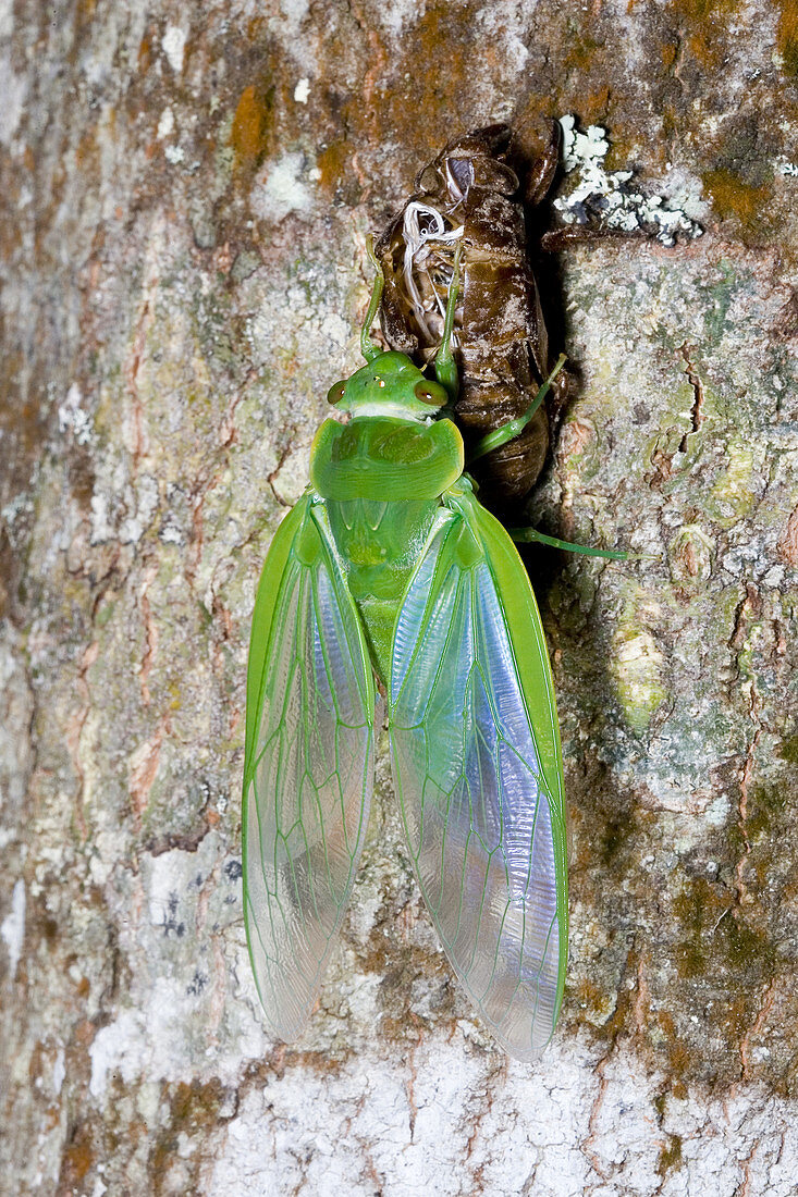 Northern greengrocer cicada hatching
