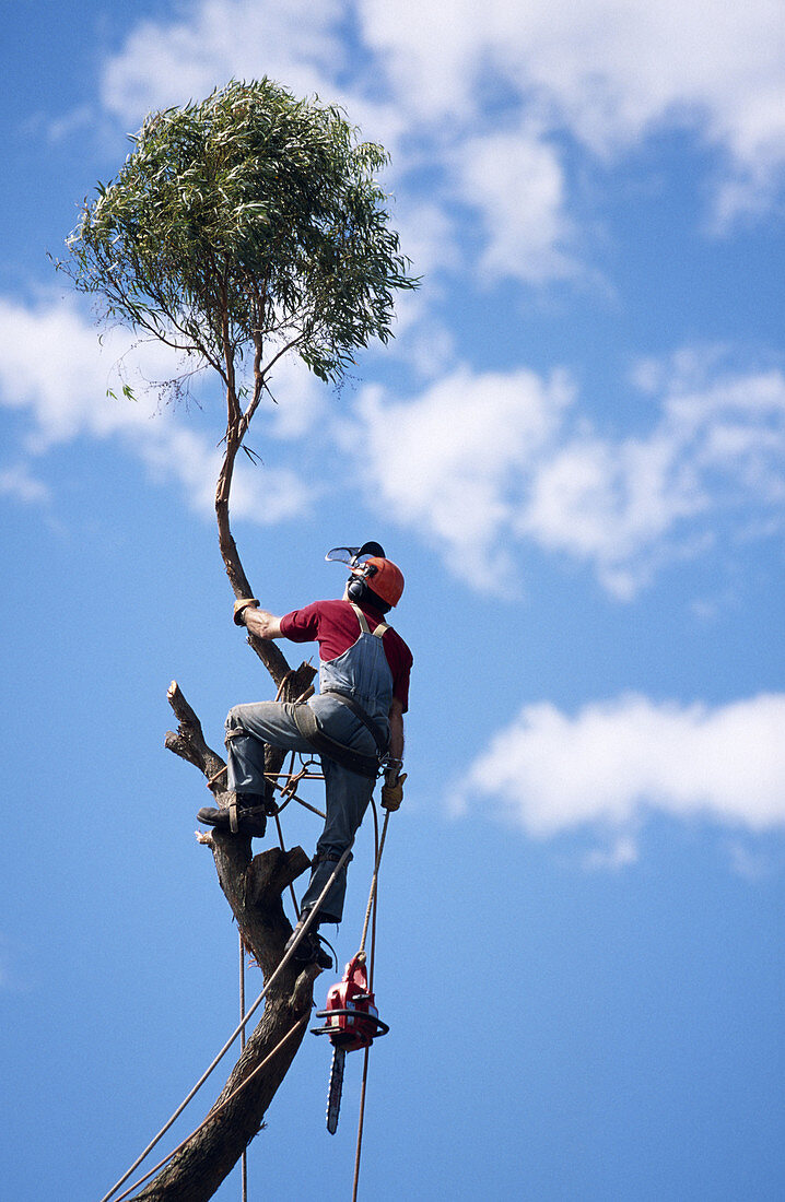 Tree Surgeon