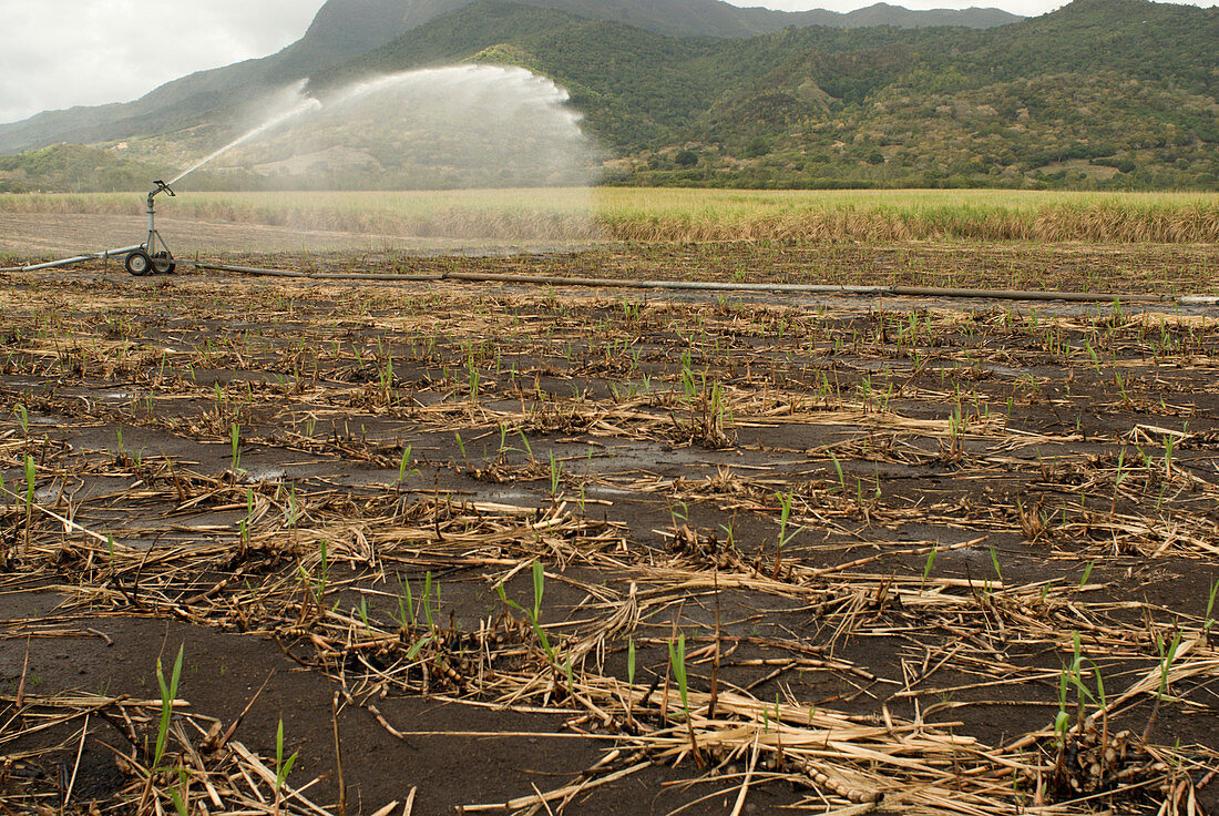 Sugarcane Irrigation,Mauritius