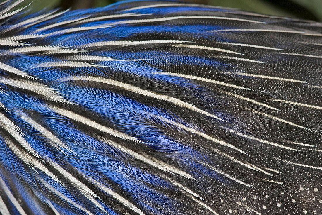 Vulturine Guinea Fowl