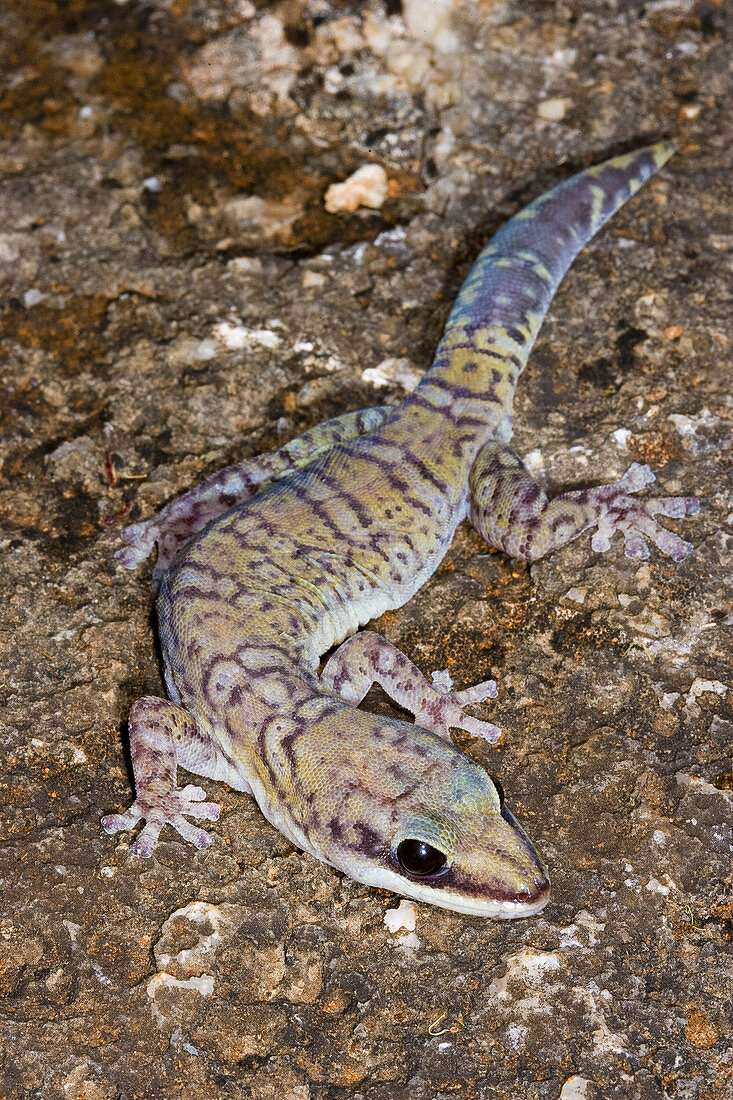 Northern Velvet Gecko
