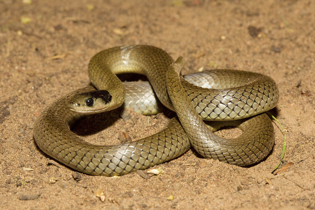 Dwyer's Snake