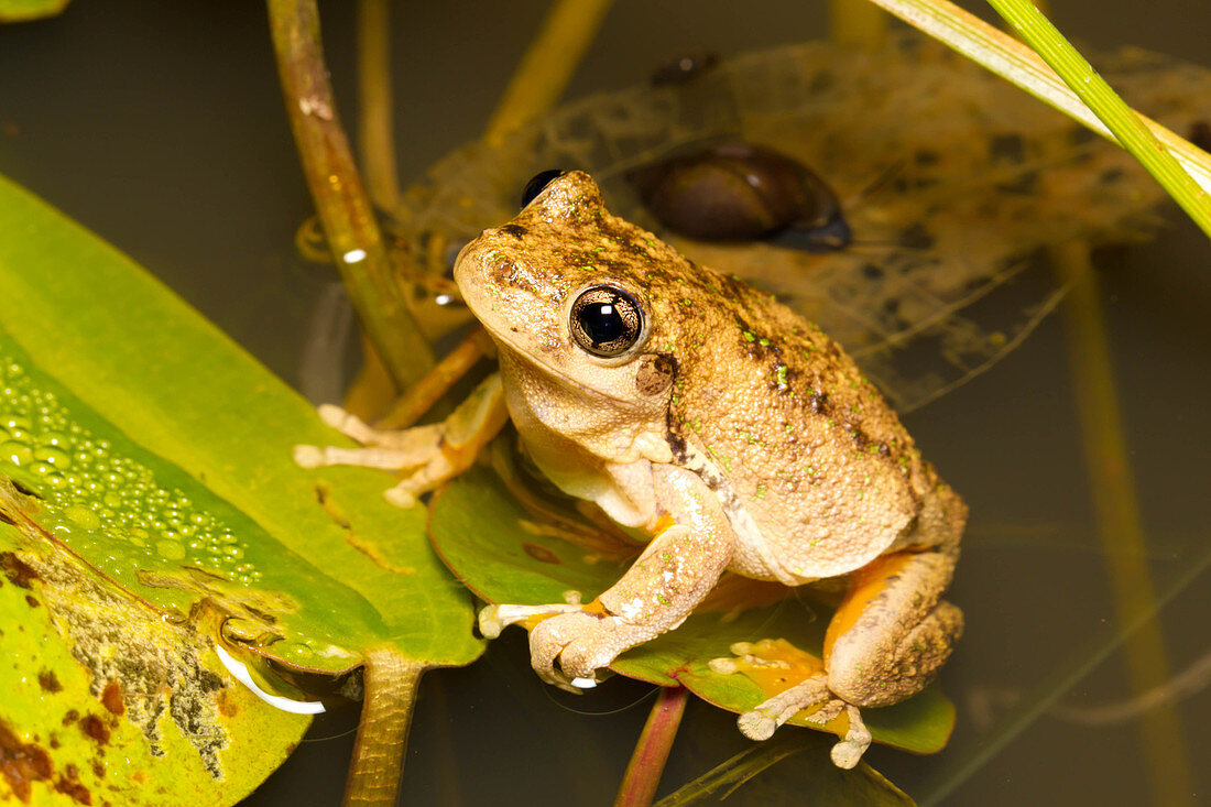 Emerald-spotted Tree Frog,Australia