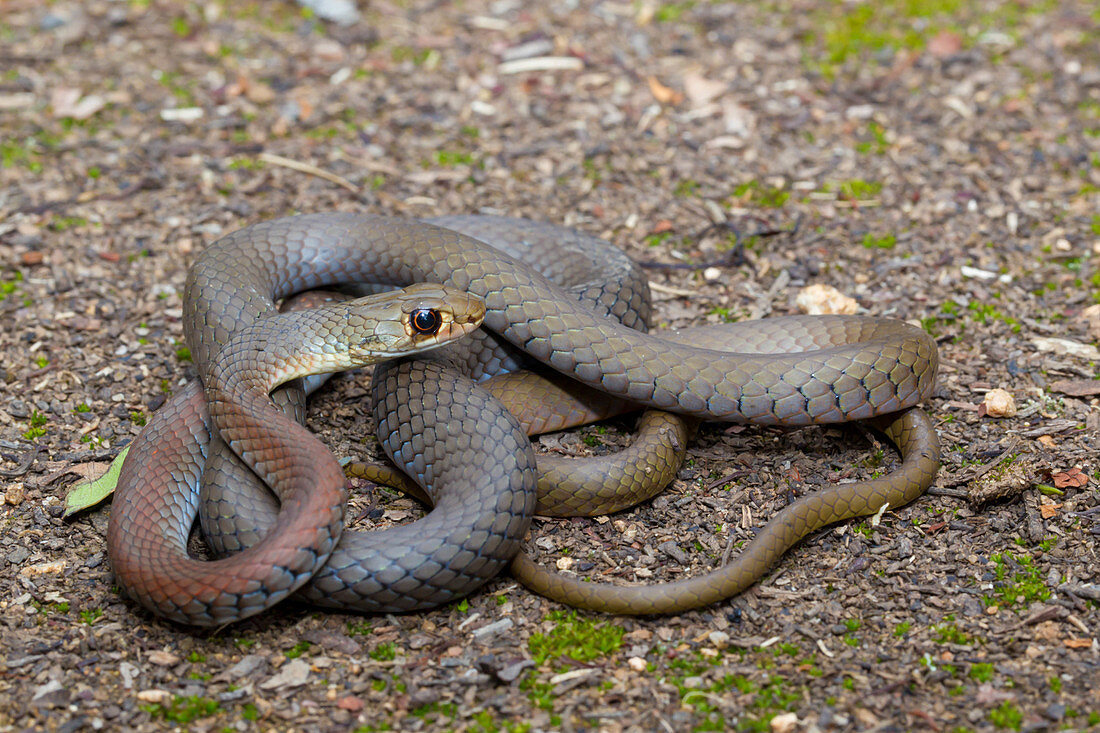 Yellow-face Whip Snake