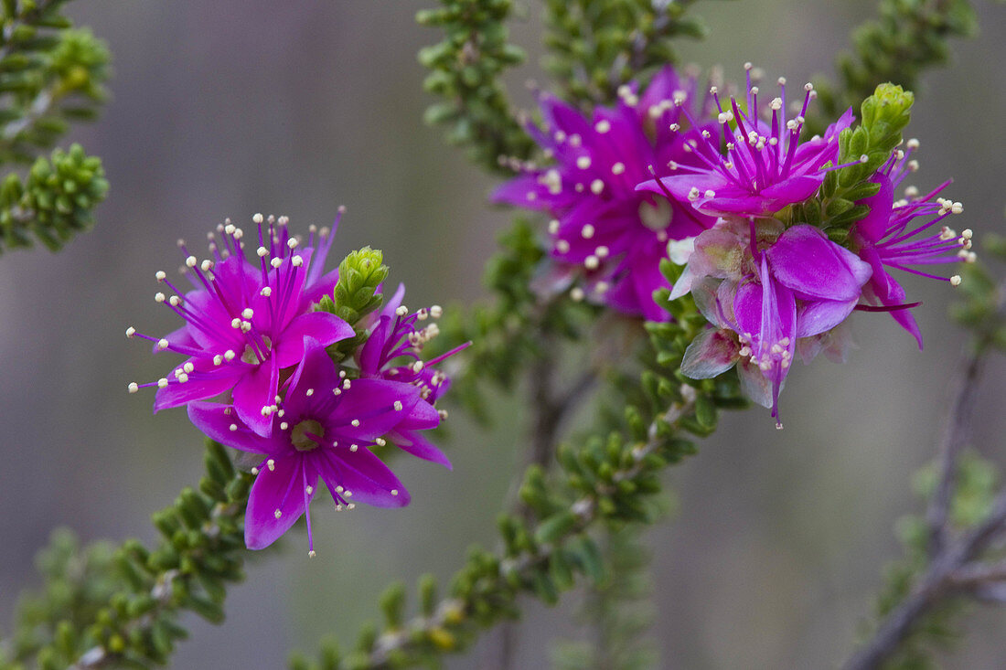 Homalocalyx polyandrus