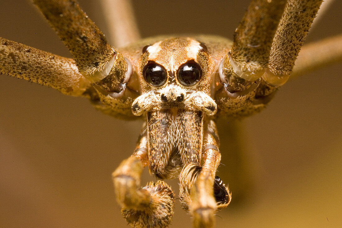 Net-casting spider