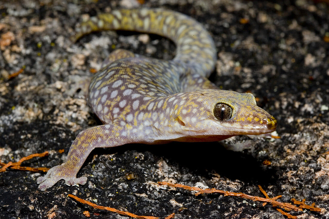 Southern spotted velvet gecko