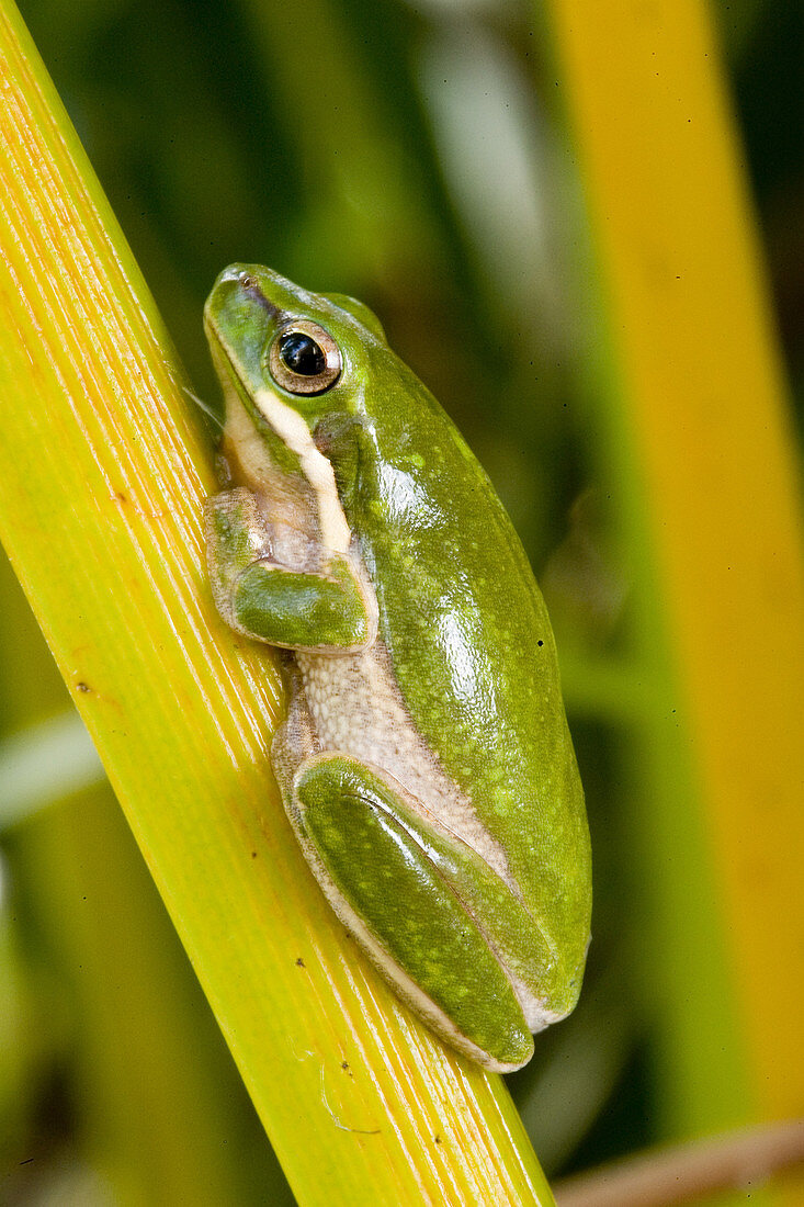 Eastern dwarf treefrog