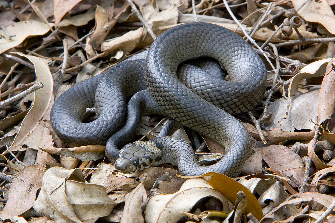 Pale-headed snake