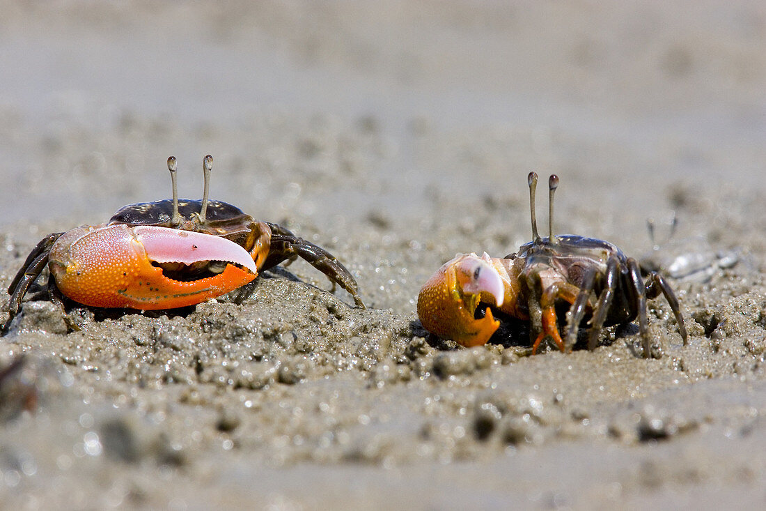 Two-toned fiddler crab