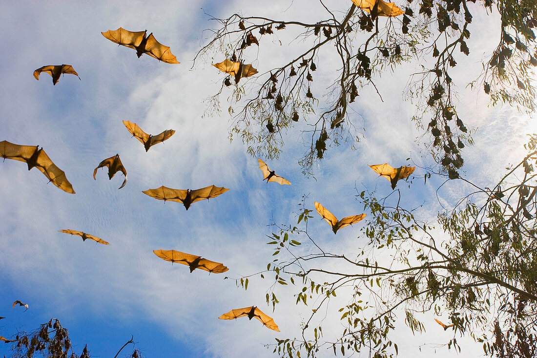 Little Red Flying Foxes in flight