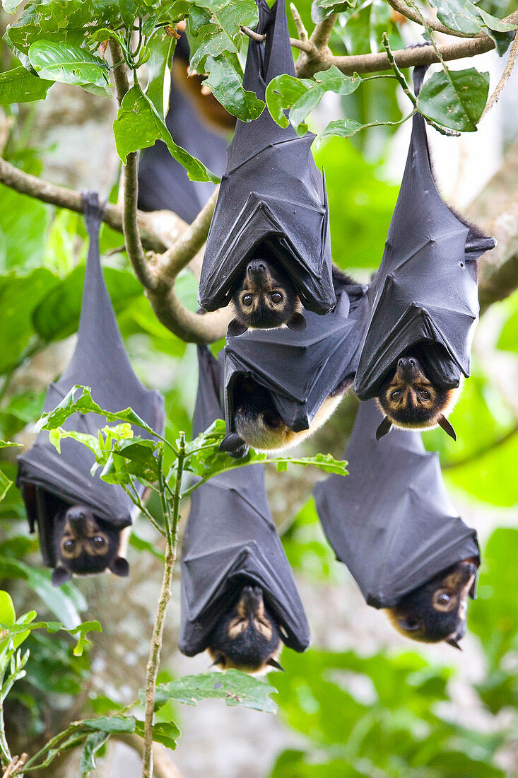 Spectacled Flying Foxes