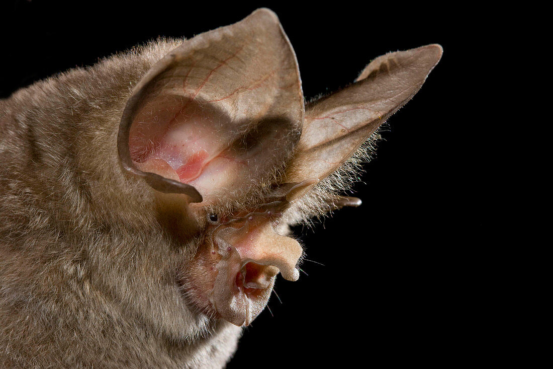 Lesser Large-eared Horseshoe Bat