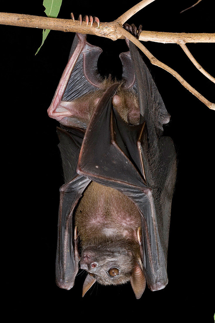 Bare-backed Fruit Bat