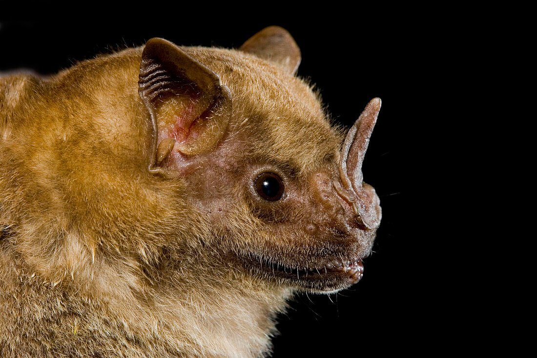 Neotropical Fruit Bat