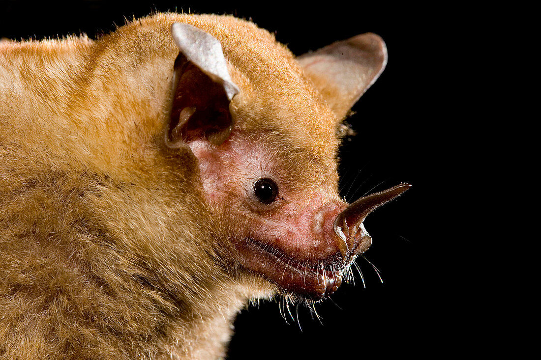 Short-tailed Leaf-nosed Bat