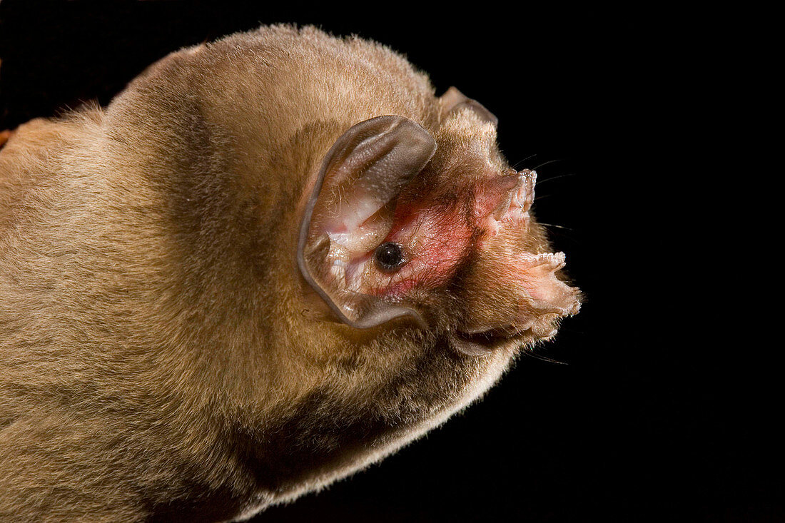 Leaf-chinned Bat