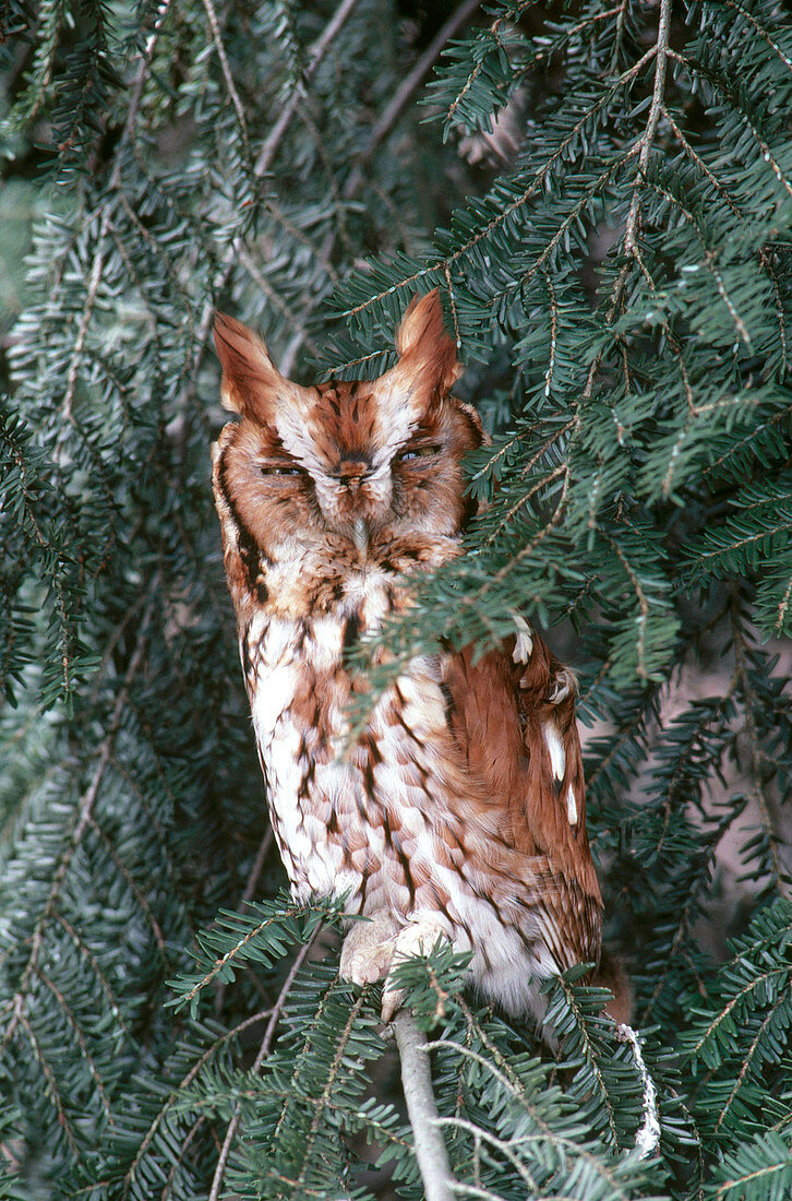 Screech Owl