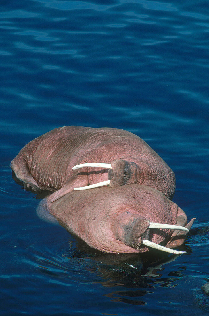 Pacific Walruses