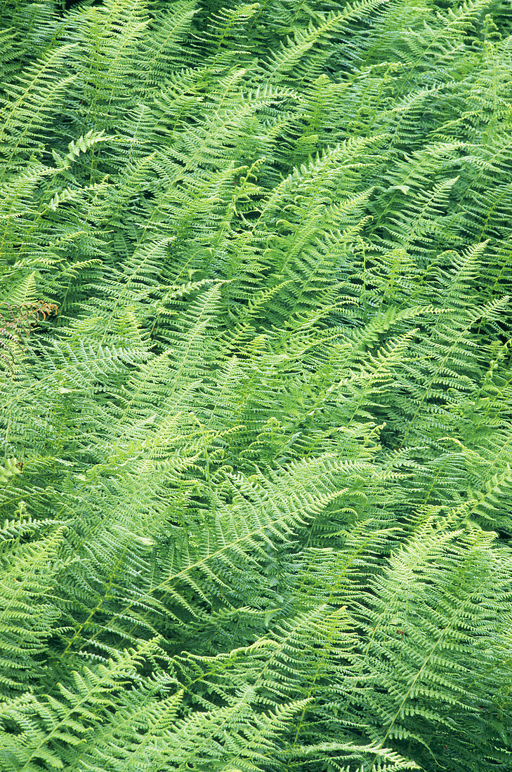 Hay-scented Ferns
