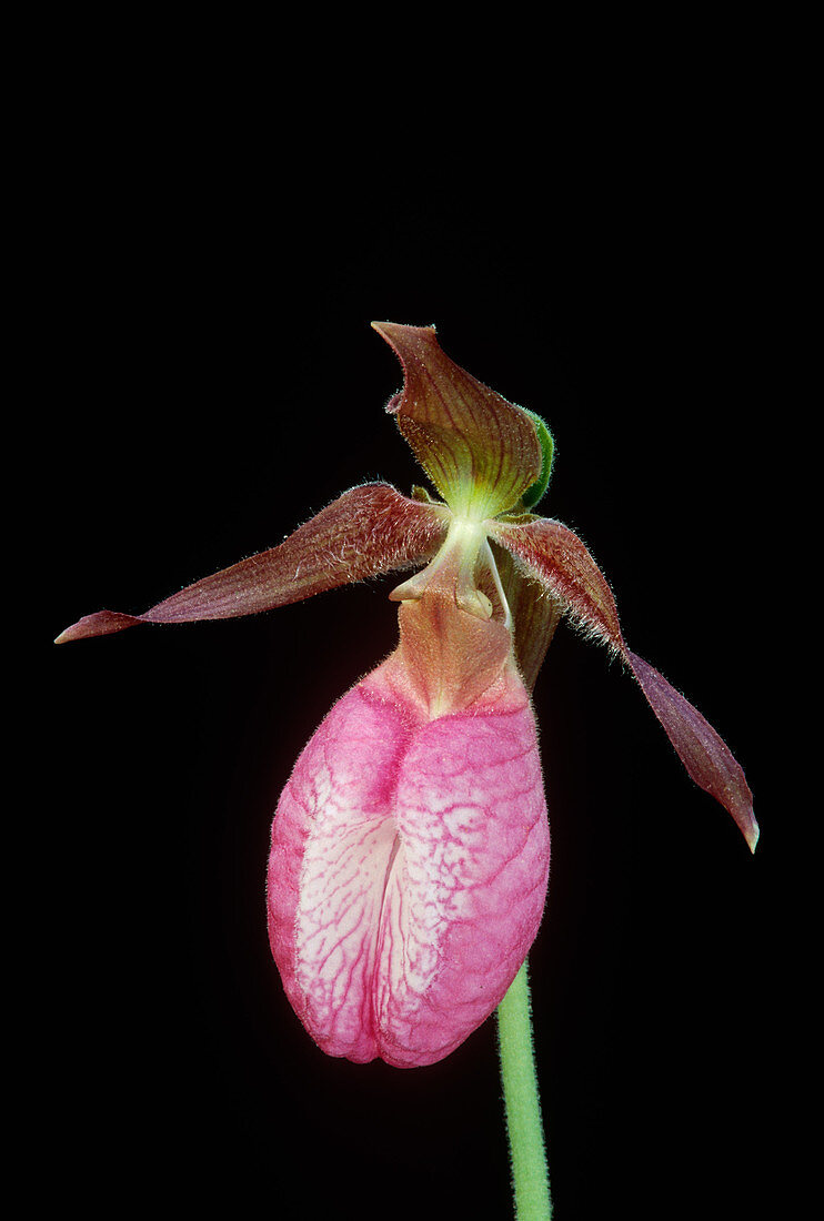 Pink Lady's Slipper