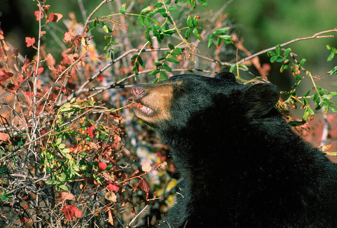 Black Bear eating Mountain Ash berries