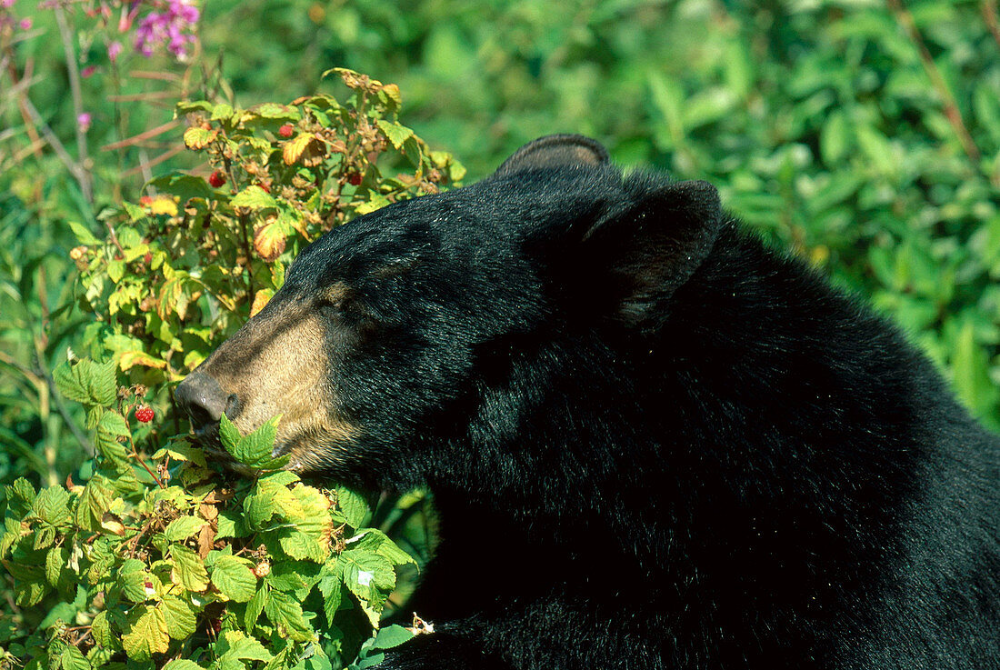 Black Bear Eating Raspberries