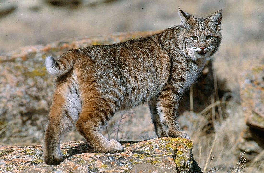 Bobcat
