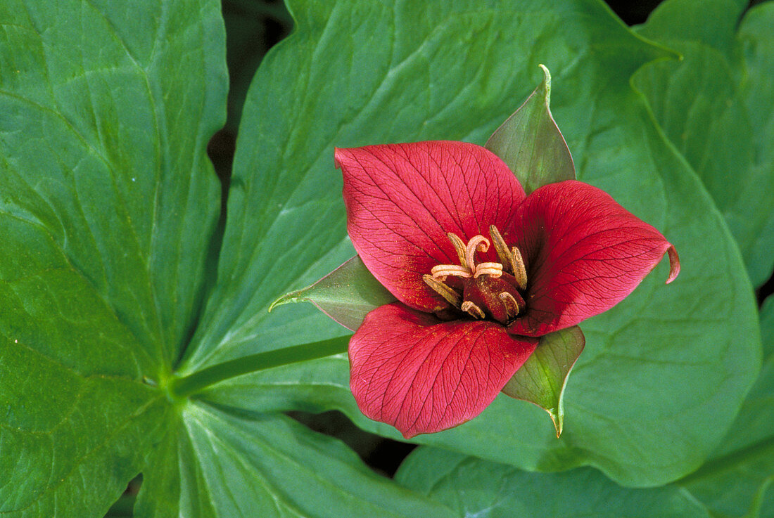 Erect trillium flower