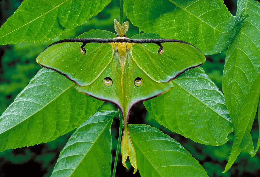 Luna moth male