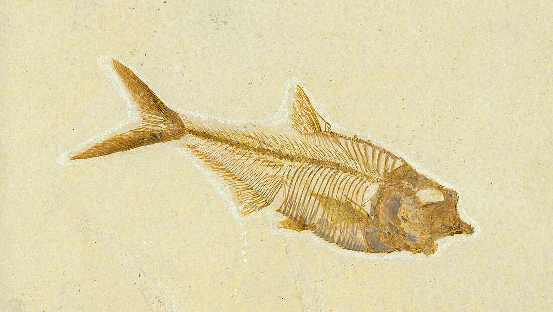 Diplomystus dentatus Fossil