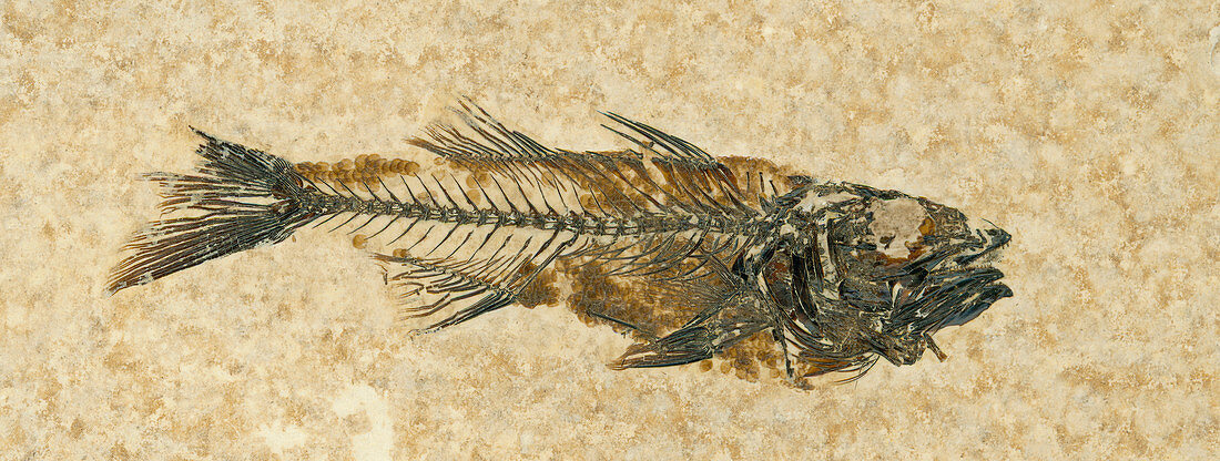 Fossil Fish (Mioplosus labracoides)