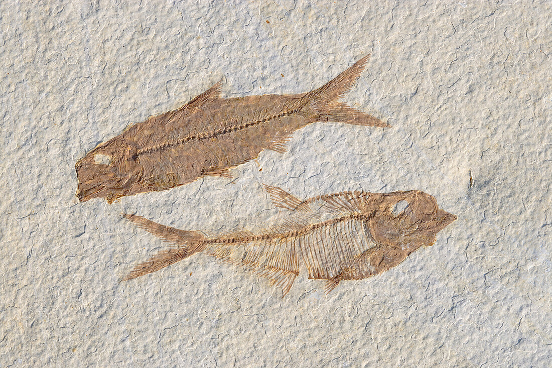 Fossil Fish Knightia and Diplomystus