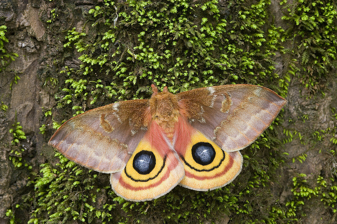 Female Io Moth Displaying Eyespots