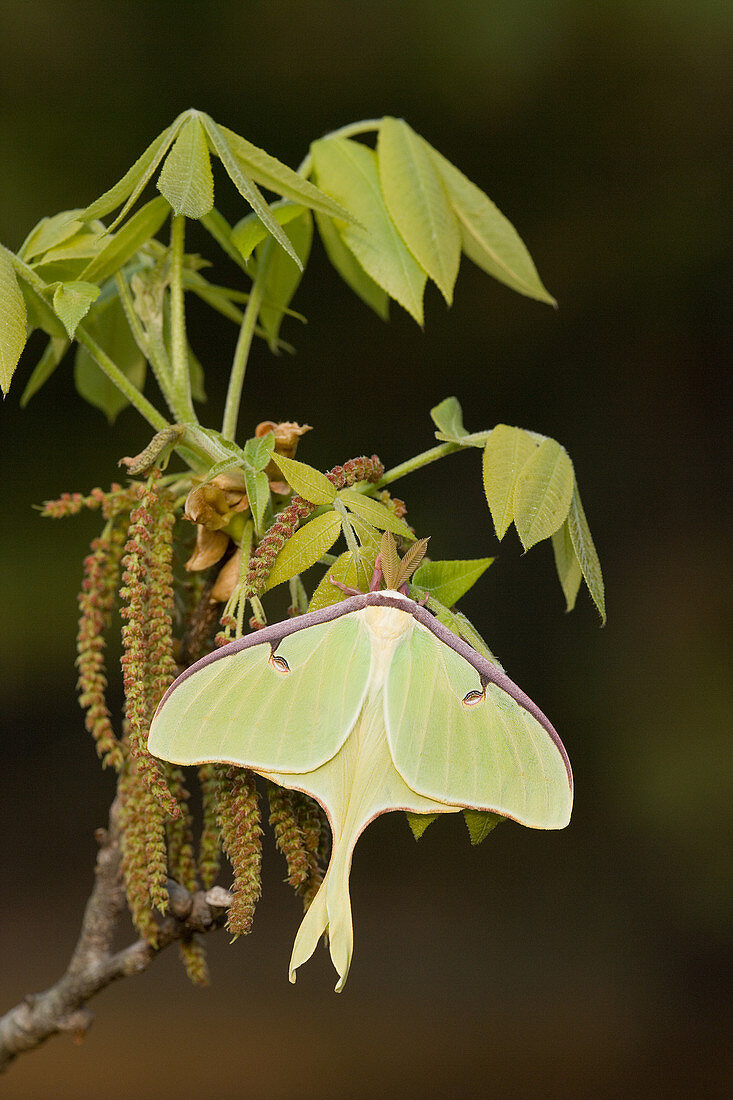 Male Luna Moth on Mockernut Hickory