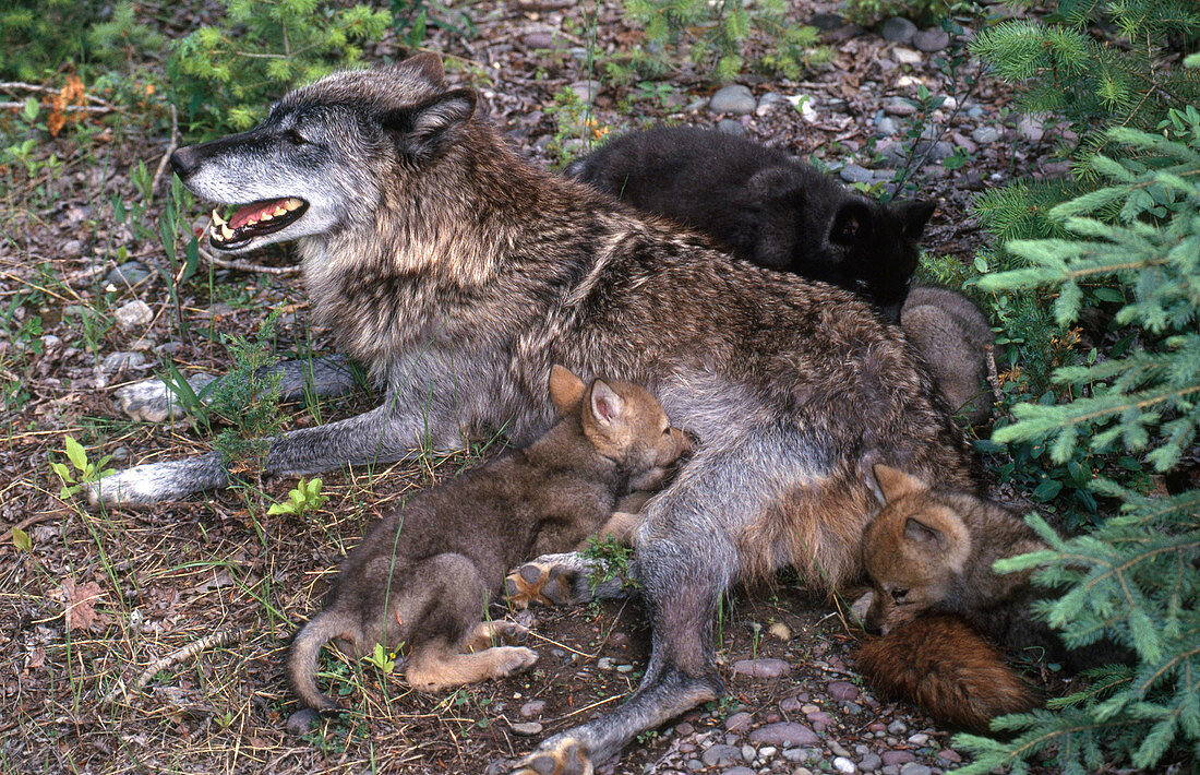 Grey Wolf with Pups