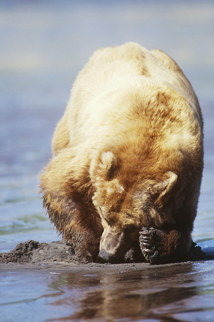 Grizzly Bear Digging for Clams