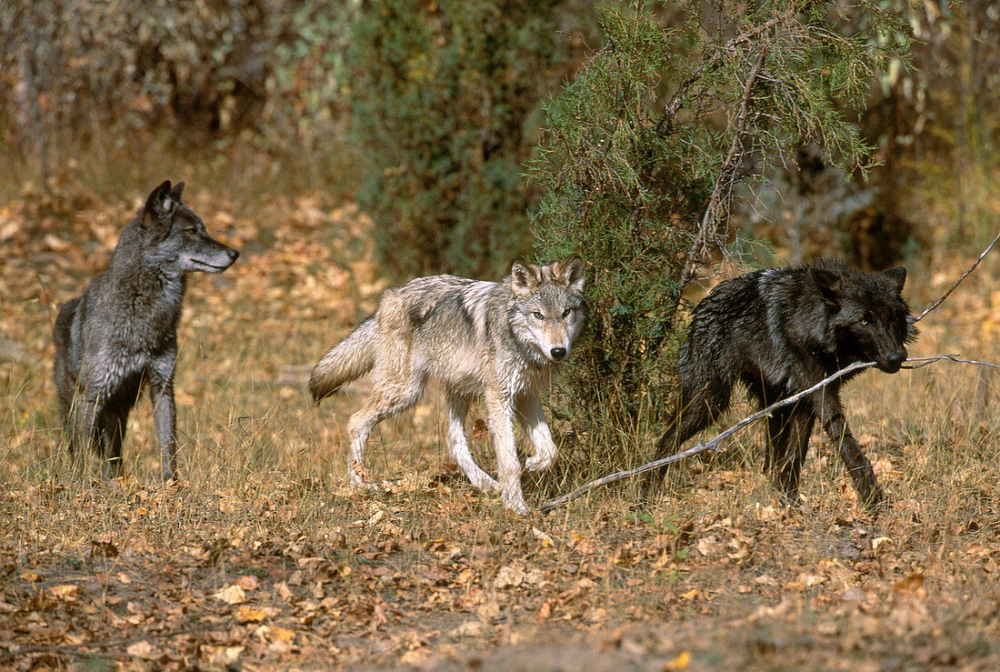 Wolves Playing with a Stick